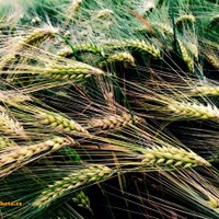 in the rye