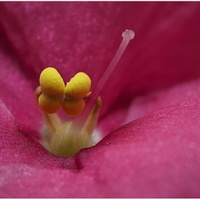Makropohled do květu růžovky ... 