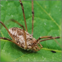 Aranka