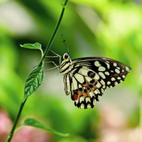 motýľ :)
