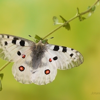 Jasoň červenooký - Parnassius apollo (samček)