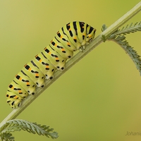 Vidlochvost feniklový - Papilio machaon (húsenica) 