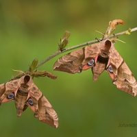 Lišaj pávooký (Smerinthus ocellatus)  Samičky 