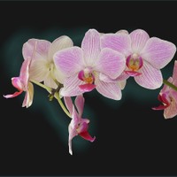 orchidejovka