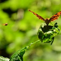 polygonia C