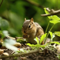 Chipmunk