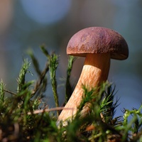 houbová 1