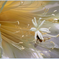 Detail květu kaktusu