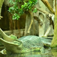 Gavial