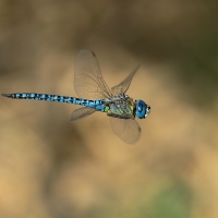 ...blue eyed hawker...