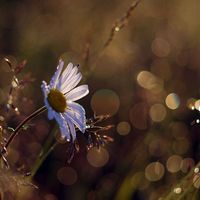 Leucanthemum