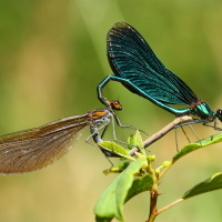 Motýlice obecná(Calopteryx virgo)