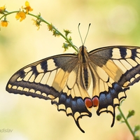 Vidlochvost feniklový - Papilio machaon