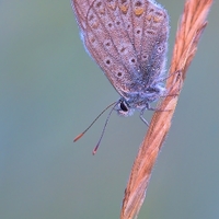 Modráčik obyčajný - Polyommatus icarus 