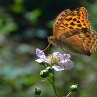 Perleťovec stříbropásek (argynnis paphia)