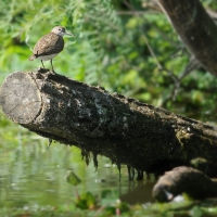 Pisík obecný - kalužiačik malý