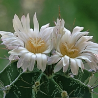 Astrophytum ornatum