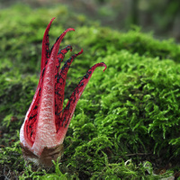 Clathrus archeri 