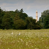 Čápi pod minaretem