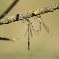 Velký tandem