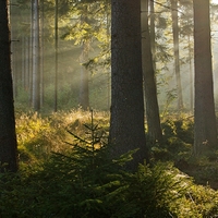 ranným lesom
