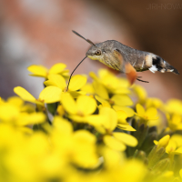 Dlouhozobka svízelová (Macroglossum stellatarum)