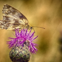 Motýlkova svačina