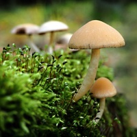 houbičky