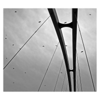 Most pro ptáky