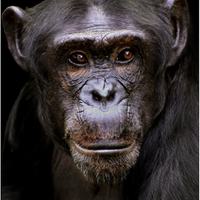 šimpanzice 2