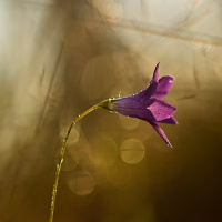 ...v rannej rose...