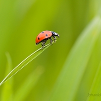 Lienka sedembodková (Coccinella septempunctata)