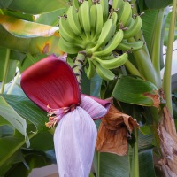 Zázračné zrození banánu