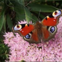 motýlová