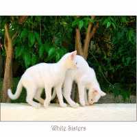 White Sisters