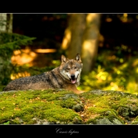 Vlk dravý II