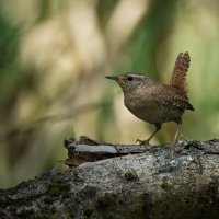 TROGLODYTES troglodytes (Linnaeus, 1758) - střízlík obecný