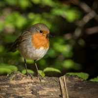 ERITHACUS rubecula (Linnaeus, 1758) - červenka obecná