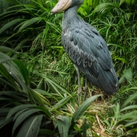 BALAENICEPS rex - člunozobec africký ZOO Praha