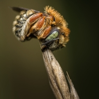 ANDRENA gravida Imhoff, 1832 (uhynulý ex. napadený Varroa destructor (Anderson & Trueman, 2000) - kleštík včelí)