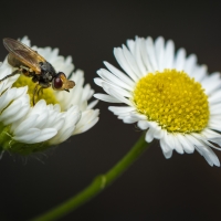 DIPTERA Linnaeus, 1758 - dvoukřídlí sp.