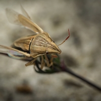 AELIA acuminata (Linnaeus, 1758) - kněžice kuželovitá