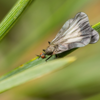 RHAMPHOMYIA marginata (Fabricius, 1787)