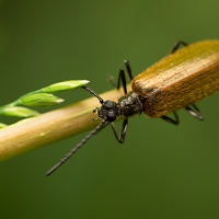 LAGRIA hirta (Linnaeus, 1758) - měkkokrovečník huňatý