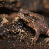 BUFO bufo (Linnaeus, 1758) - ropucha obecná