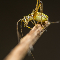 Barbitistes sp. - nymfa kobylky  