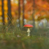 Amanita