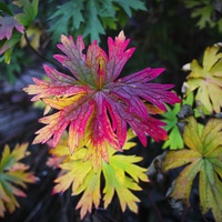 v barvách podzimu