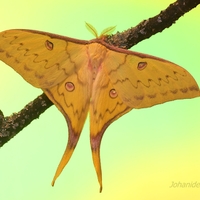 Actias sinensis - samček  