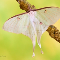 Actias sinensis (samička)